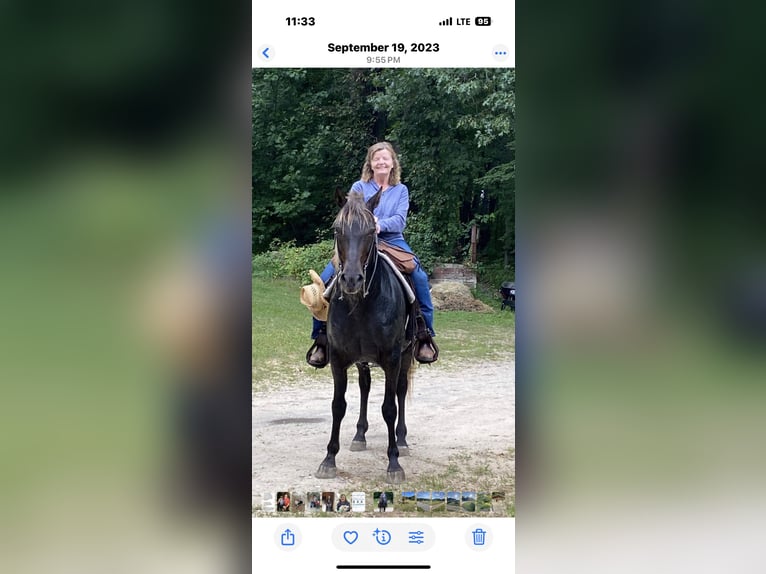 Rocky Mountain horse Hongre 18 Ans 152 cm Bai in Hesperia, Michigan