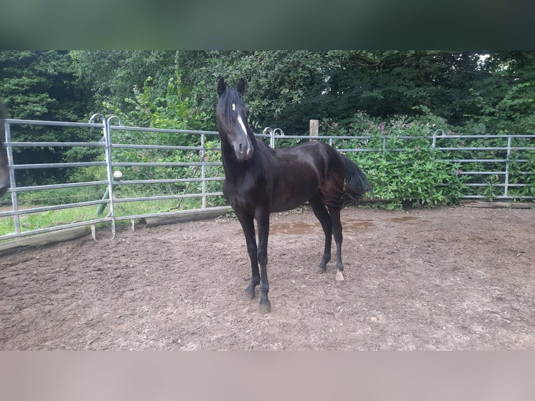 Rocky Mountain horse Croisé Hongre 2 Ans 147 cm Noir in Morsbach