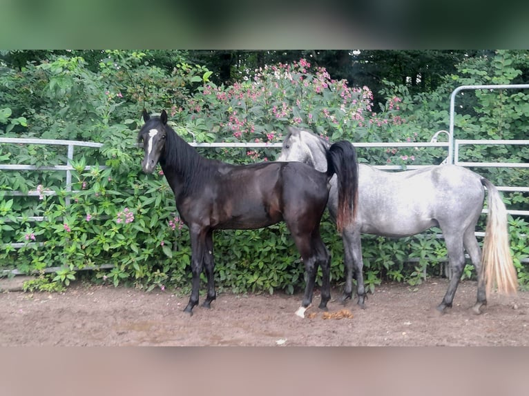 Rocky Mountain horse Croisé Hongre 2 Ans 147 cm Noir in Morsbach