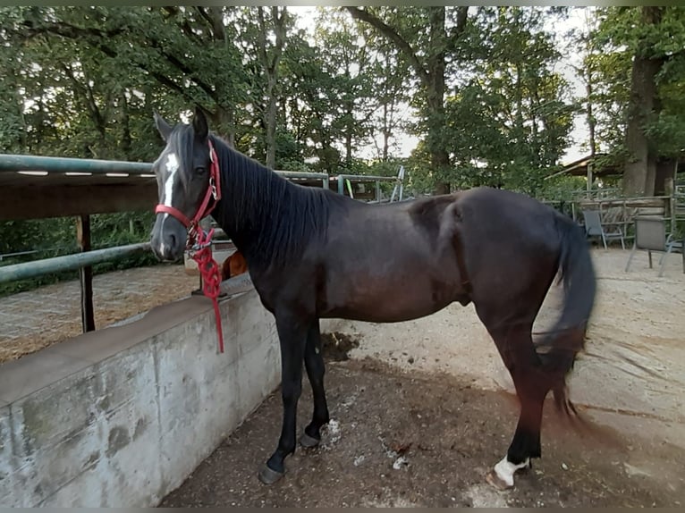 Rocky Mountain horse Croisé Hongre 2 Ans 147 cm Noir in Morsbach
