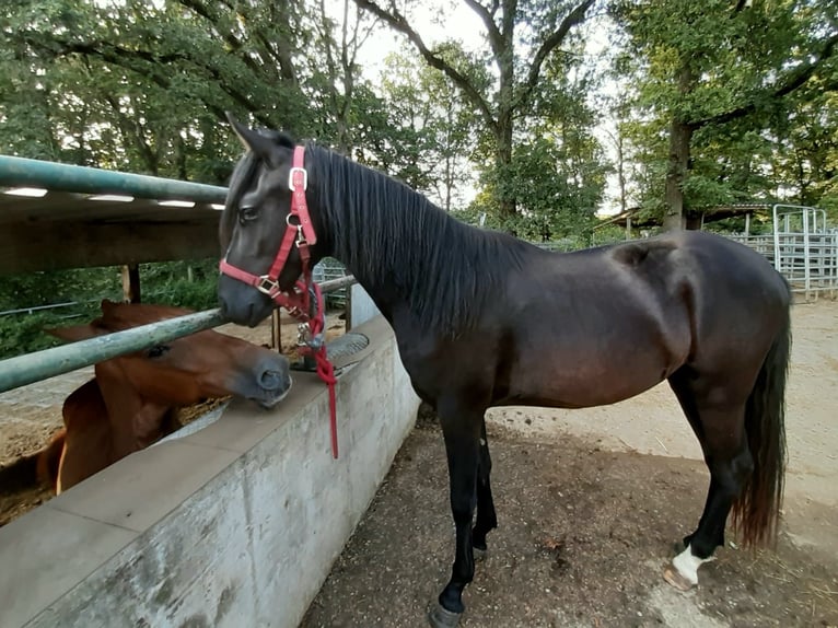 Rocky Mountain horse Croisé Hongre 2 Ans 152 cm Noir in Morsbach