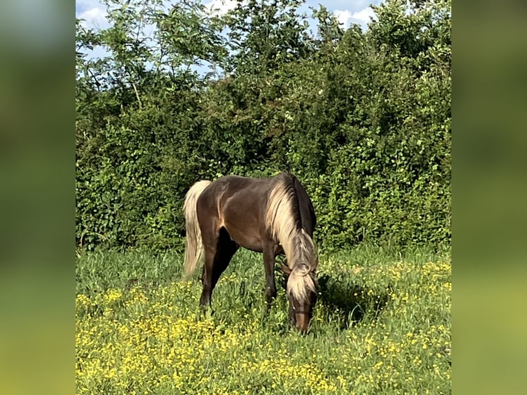 Rocky Mountain horse Croisé Hongre 2 Ans 155 cm  in Saint-Léomer