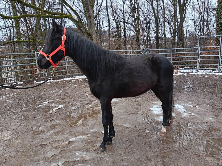 Rocky Mountain horse Croisé Hongre 3 Ans 149 cm Noir in Morsbach