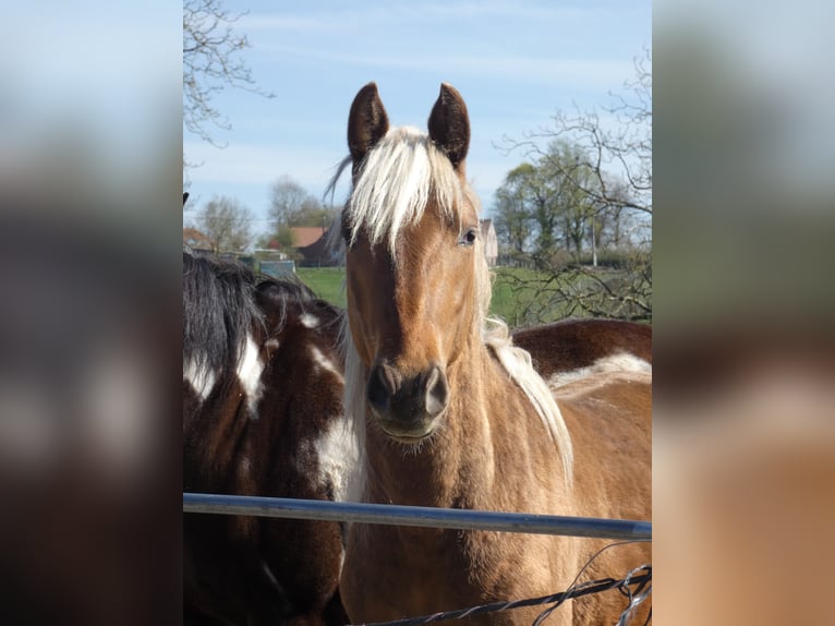 Rocky Mountain horse Hongre 3 Ans 150 cm Bai cerise in Genappe