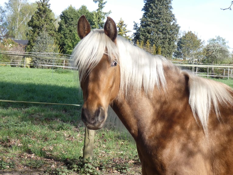 Rocky Mountain horse Hongre 4 Ans 150 cm Bai cerise in Genappe