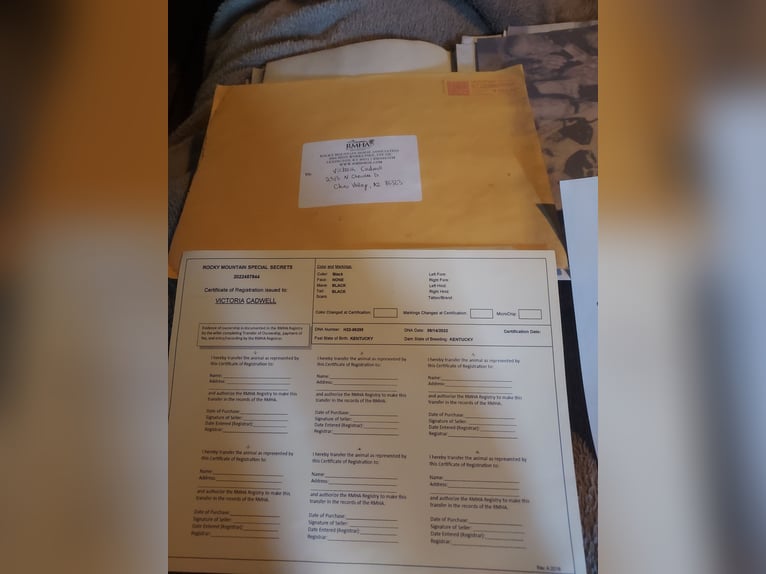 Rocky Mountain horse Hongre 4 Ans 152 cm Bai in Chino Valley