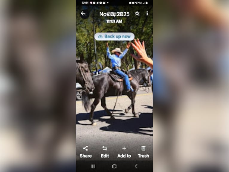 Rocky Mountain horse Hongre 4 Ans 152 cm Bai in Chino Valley