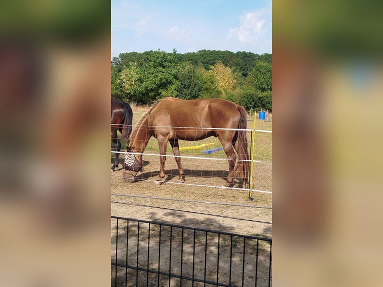 Rocky Mountain horse Hongre 4 Ans 167 cm  in Espelkamp
