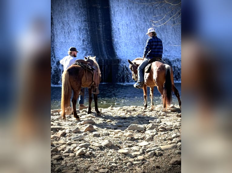 Rocky Mountain horse Hongre 5 Ans 142 cm Gris pommelé in Canton