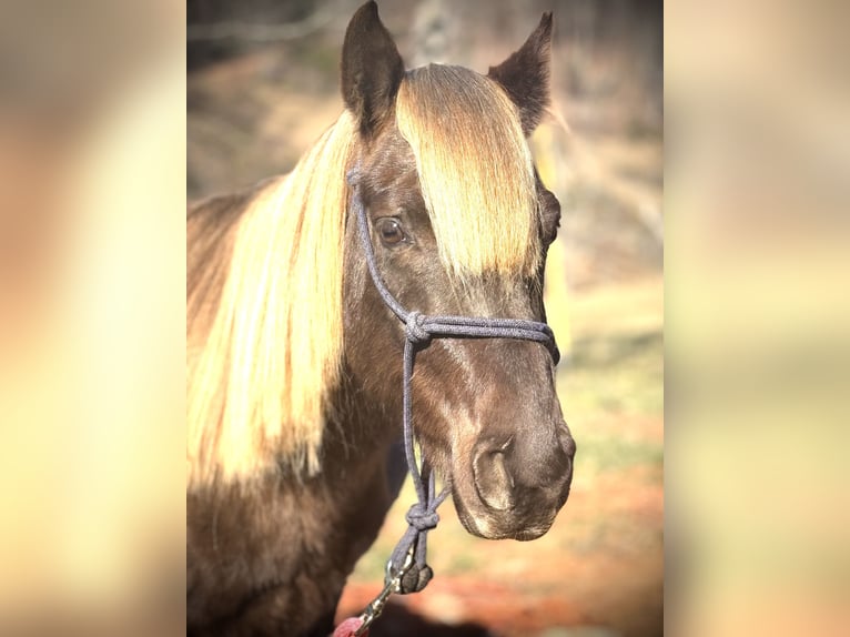 Rocky Mountain horse Hongre 5 Ans 142 cm Gris pommelé in Canton