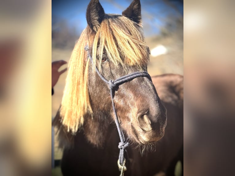 Rocky Mountain horse Hongre 5 Ans 142 cm Gris pommelé in Canton