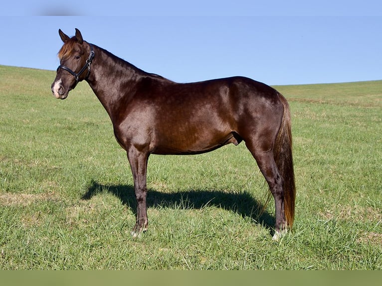 Rocky Mountain horse Hongre 5 Ans 163 cm Bai in Paris, KY