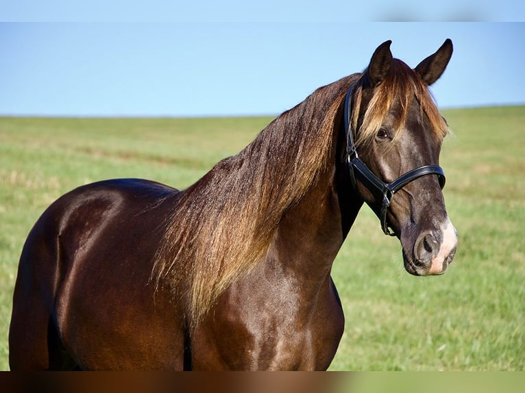 Rocky Mountain horse Hongre 5 Ans 163 cm Bai in Paris, KY
