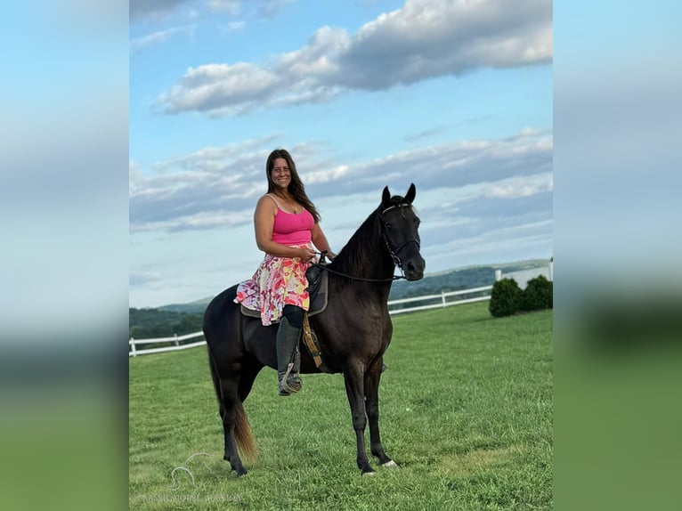 Rocky Mountain horse Hongre 6 Ans 142 cm Bai in Winchester, KY