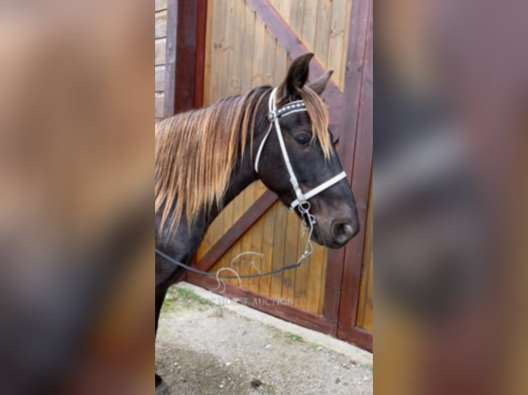 Rocky Mountain horse Hongre 6 Ans 152 cm Bai in STRUNK, KY