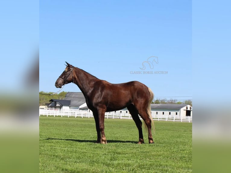 Rocky Mountain horse Hongre 7 Ans 142 cm Bai in Lewisburg