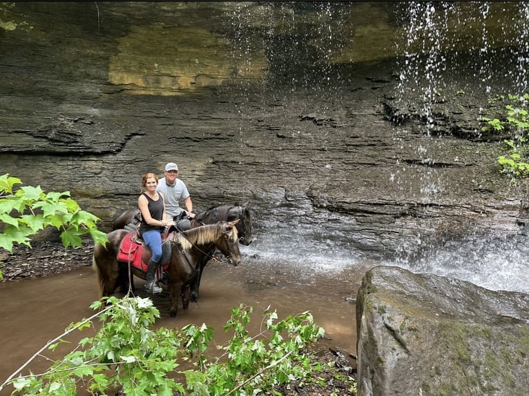 Rocky Mountain horse Hongre 7 Ans 142 cm Bai in Lewisburg