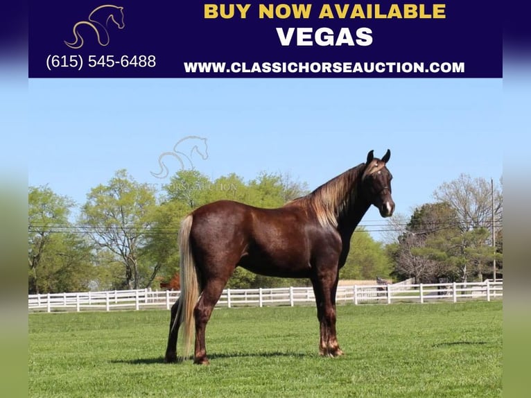 Rocky Mountain horse Hongre 7 Ans 142 cm Bai in Lewisburg