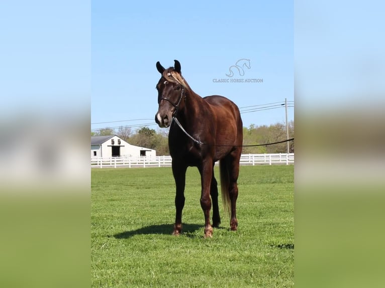 Rocky Mountain horse Hongre 7 Ans 142 cm Bai in Lewisburg