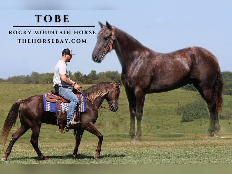 Rocky Mountain horse Hongre 7 Ans 150 cm Bai in Pine Knot, KY