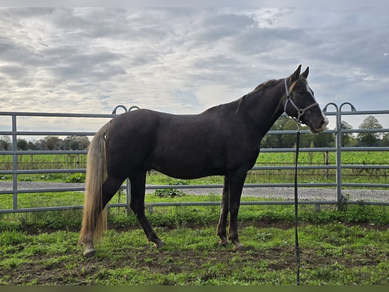 Rocky Mountain horse Hongre 7 Ans 158 cm in Wanroij
