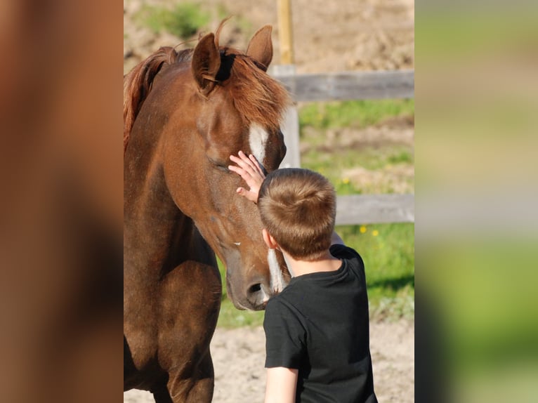 Rocky Mountain horse Jument 10 Ans 146 cm Alezan cuivré in borås