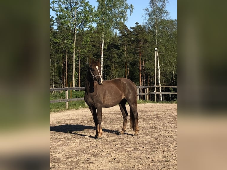 Rocky Mountain horse Jument 10 Ans 148 cm Alezan cuivré in Borås