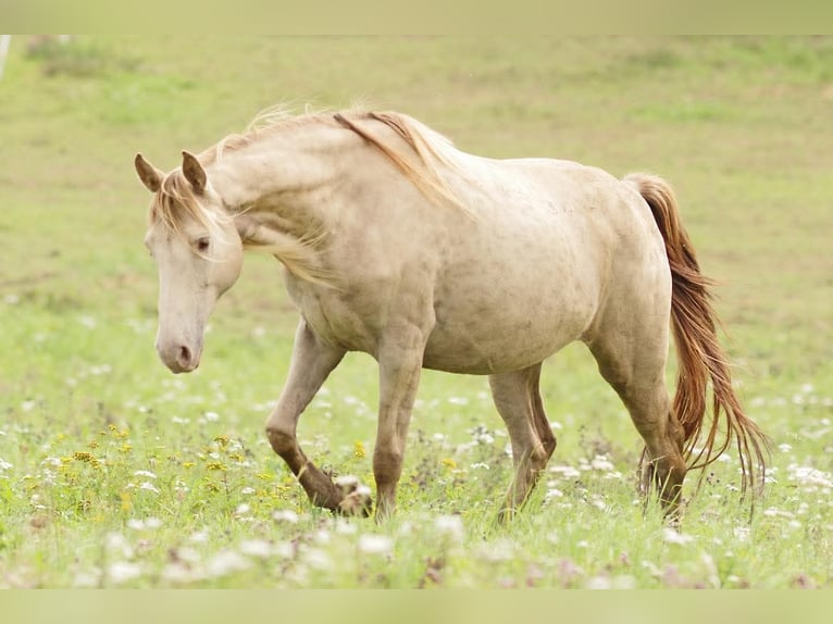 Rocky Mountain horse Jument 11 Ans 147 cm Champagne in Dintesheim