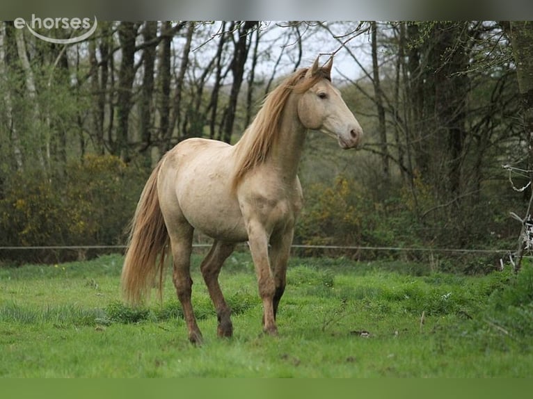 Rocky Mountain horse Jument 11 Ans 147 cm Noir in GOVEN