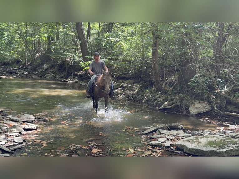 Rocky Mountain horse Jument 11 Ans Champagne in Moscow Rocky Mountain horse Jument 11 Ans Champagne in Moscow