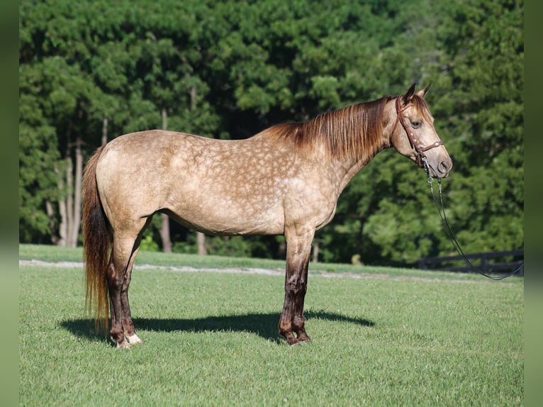 Rocky Mountain horse Jument 12 Ans Buckskin in Brodhead