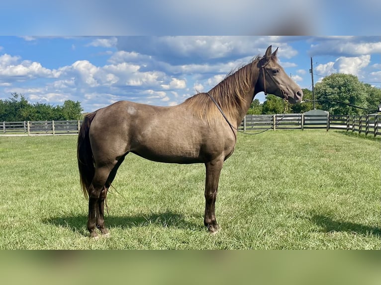 Rocky Mountain horse Jument 12 Ans Champagne in Moscow