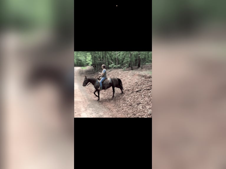 Rocky Mountain horse Jument 13 Ans 142 cm Noir in Carnesville,GA
