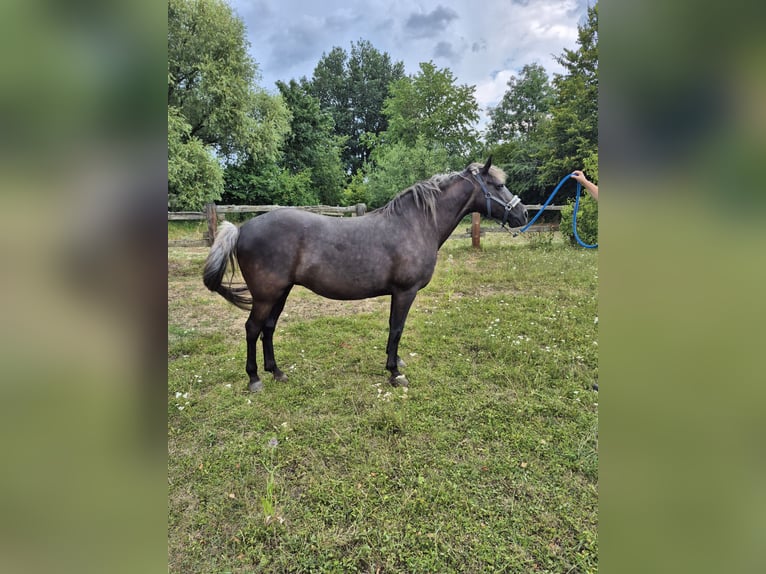 Rocky Mountain horse Jument 13 Ans 153 cm  in Kirchheim unter Teck