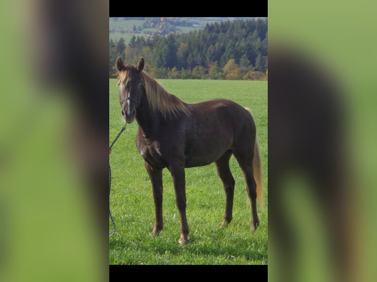 Rocky Mountain horse Jument 19 Ans 152 cm Bai in Potton Bedfordshire