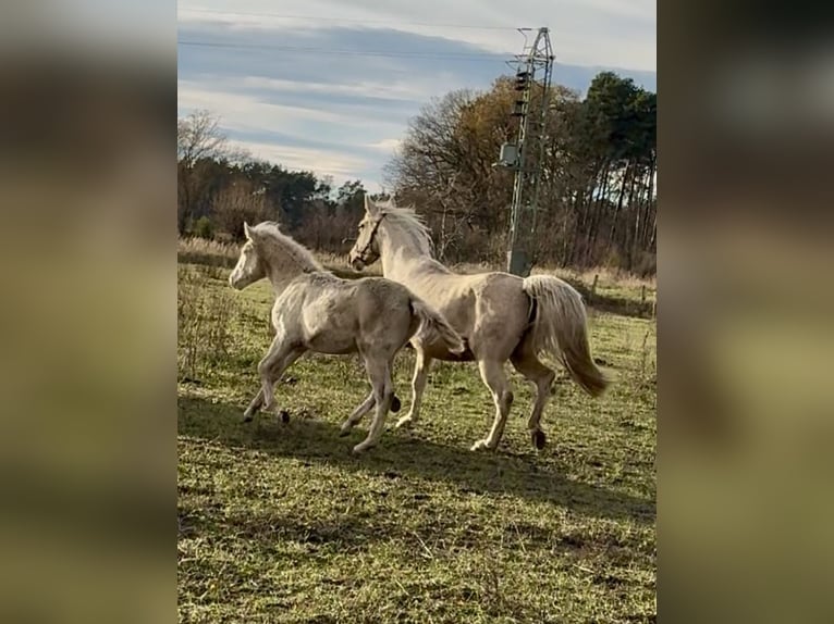 Rocky Mountain horse Jument 1 Année Cremello in Ribbesbüttel