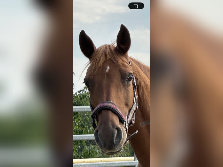 Rocky Mountain horse Jument 21 Ans 150 cm Alezan in NetphenNetphen