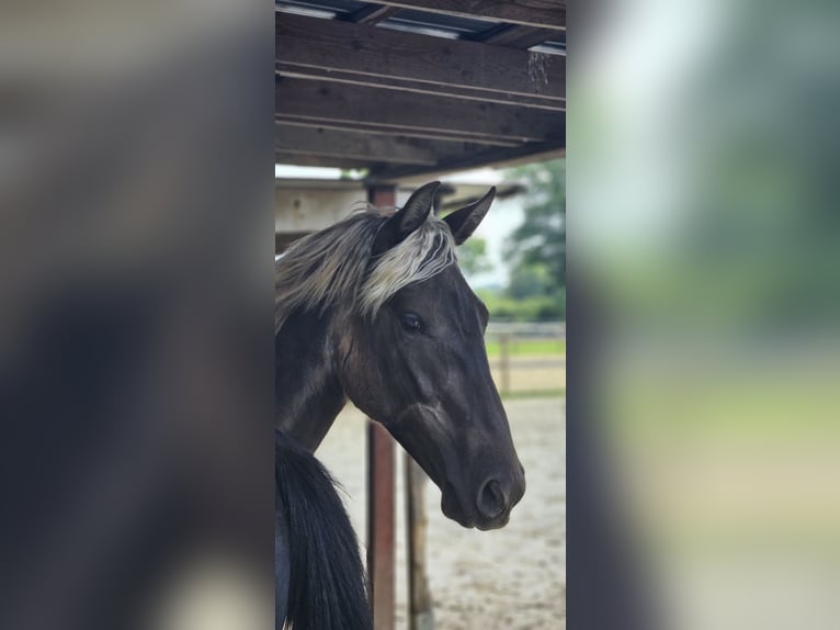 Rocky Mountain horse Jument 2 Ans 148 cm in Sendenhorst