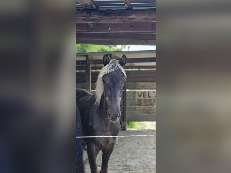 Rocky Mountain horse Jument 2 Ans 148 cm in Sendenhorst