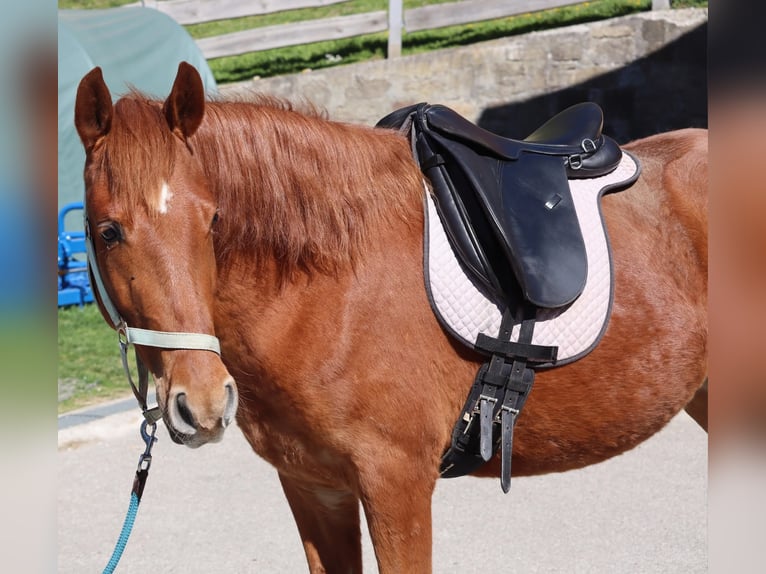 Rocky Mountain horse Jument 3 Ans 147 cm Alezan in Purrath