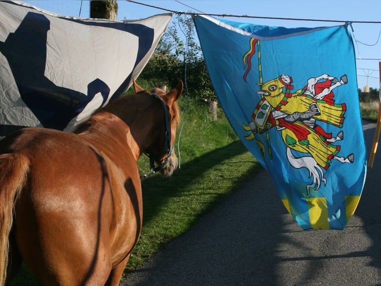 Rocky Mountain horse Jument 3 Ans 147 cm Alezan in Purrath