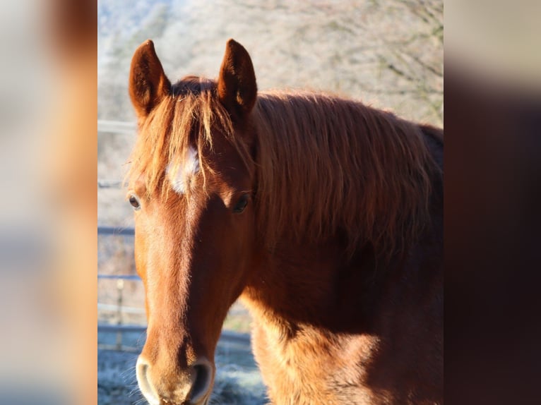 Rocky Mountain horse Jument 3 Ans 147 cm Alezan in Purrath