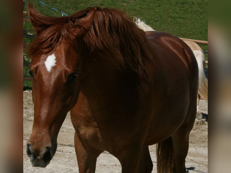 Rocky Mountain horse Jument 3 Ans 147 cm Alezan in Purrath