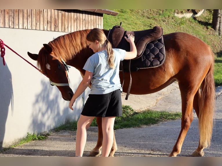 Rocky Mountain horse Jument 3 Ans 147 cm Alezan in Purrath