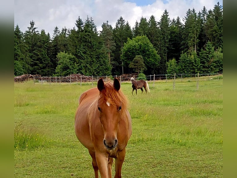 Rocky Mountain horse Jument 3 Ans 147 cm Alezan in Purrath