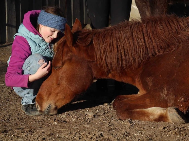 Rocky Mountain horse Jument 3 Ans 147 cm Alezan in Purrath