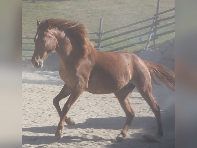 Rocky Mountain horse Jument 4 Ans 148 cm Alezan in Tragwein
