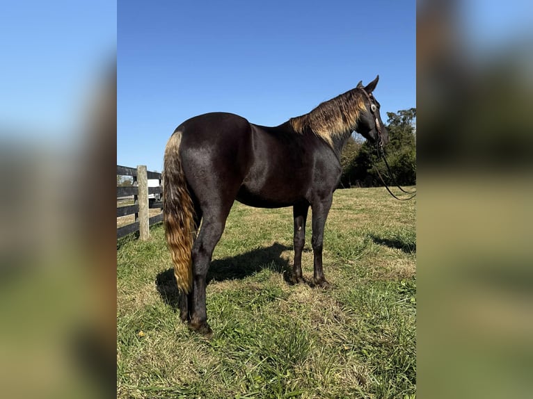 Rocky Mountain horse Jument 4 Ans 152 cm Bai in Moscow