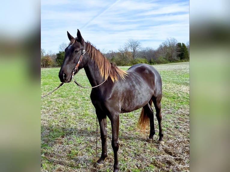 Rocky Mountain horse Jument 5 Ans 142 cm Bai in Moscow