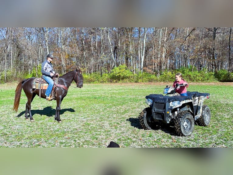 Rocky Mountain horse Jument 5 Ans 142 cm Bai in Moscow